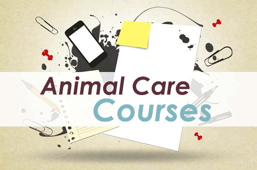 Veterinary Science  Courses in Ireland