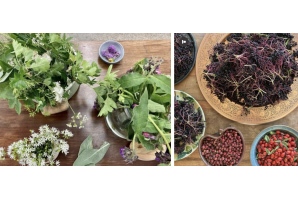 Wild Foods & Herbal Extractions Workshop